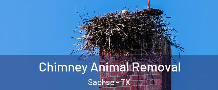  Chimney Animal Removal Sachse - TX